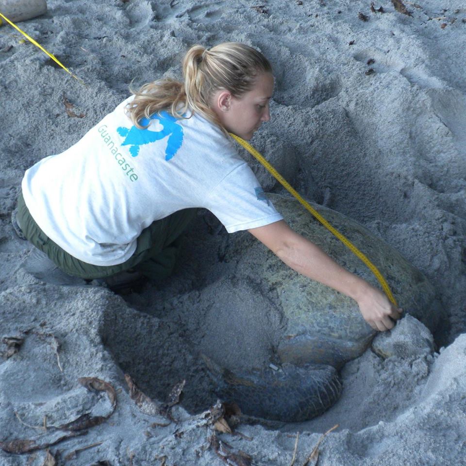 Amber Rhodes measuring a turtle